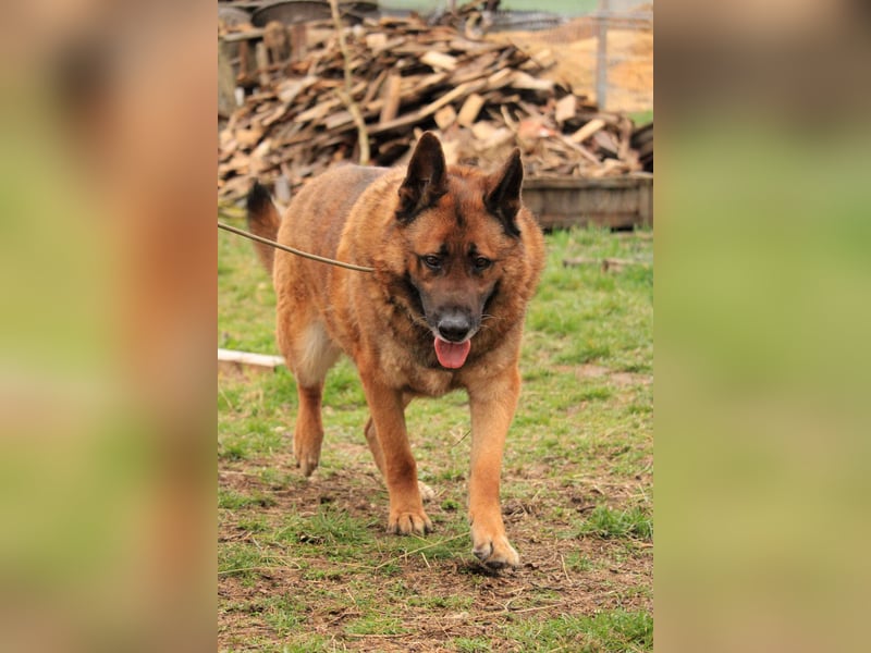 Astra VA - liebt Kinder und Auto fahren