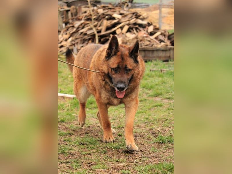 Astra VA - liebt Kinder und Auto fahren