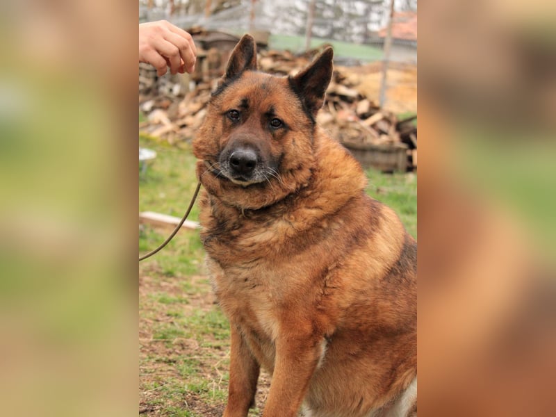 Astra VA - liebt Kinder und Auto fahren