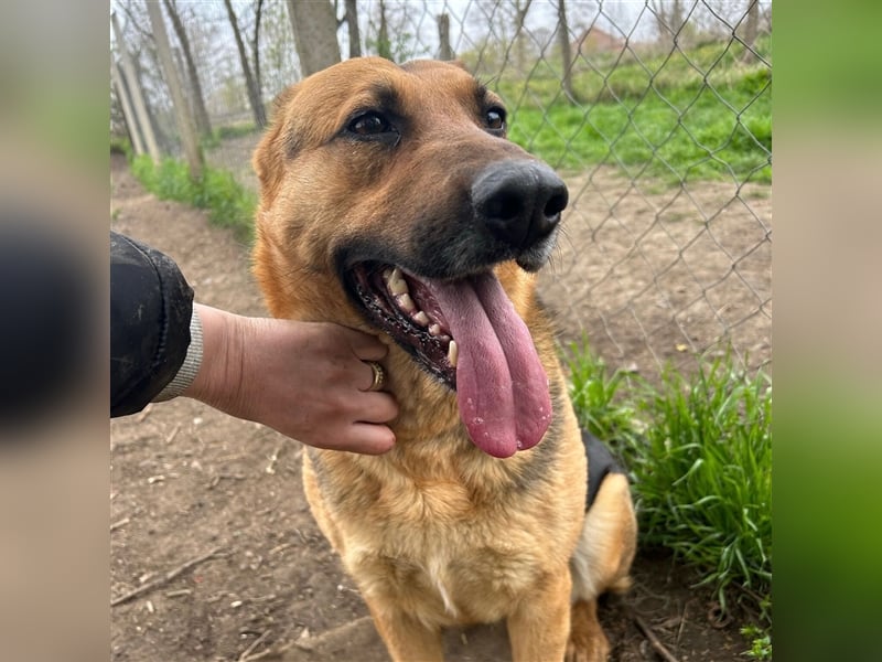 Liebe Maus Lizi sucht Happy End ❤