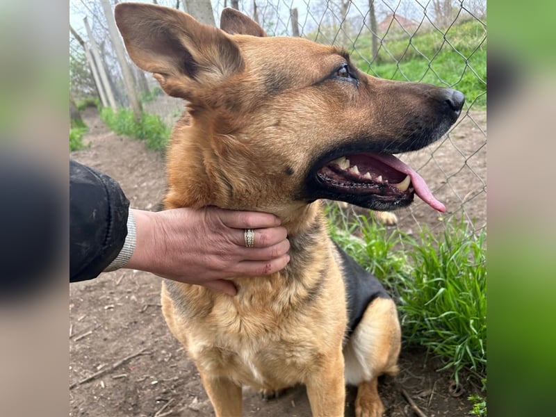 Liebe Maus Lizi sucht Happy End ❤