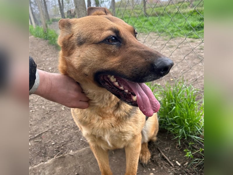 Liebe Maus Lizi sucht Happy End ❤