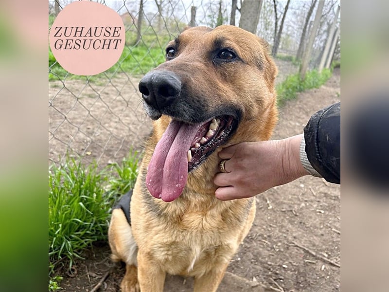 Liebe Maus Lizi sucht Happy End ❤