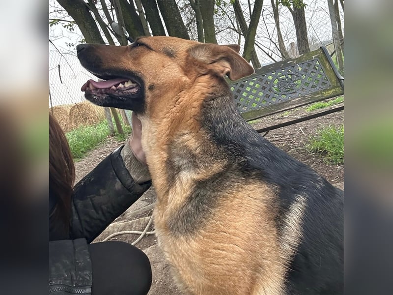 Liebe Maus Lizi sucht Happy End ❤