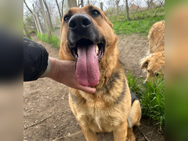 Liebe Maus Lizi sucht Happy End ❤