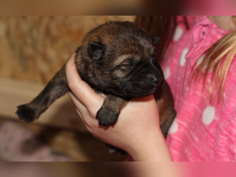 Reinrassige Deutsche Schäferhundwelpen mit Papieren