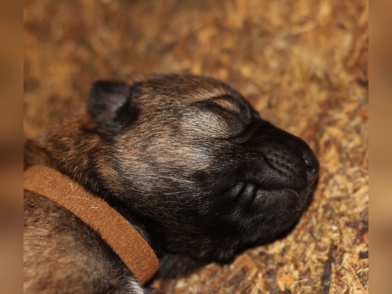 Reinrassige Deutsche Schäferhundwelpen mit Papieren