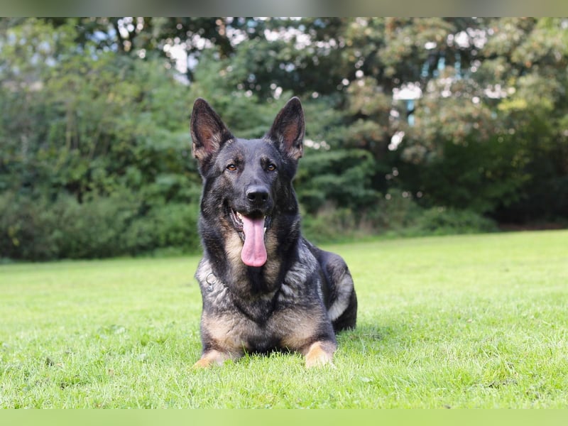 Reinrassige Deutsche Schäferhundwelpen mit Papieren