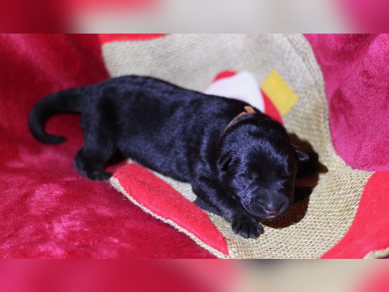 Reinrassige Deutsche Schäferhundwelpen mit Papieren