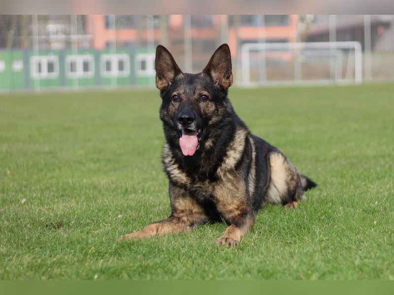 Reinrassige Deutsche Schäferhundwelpen mit Papieren