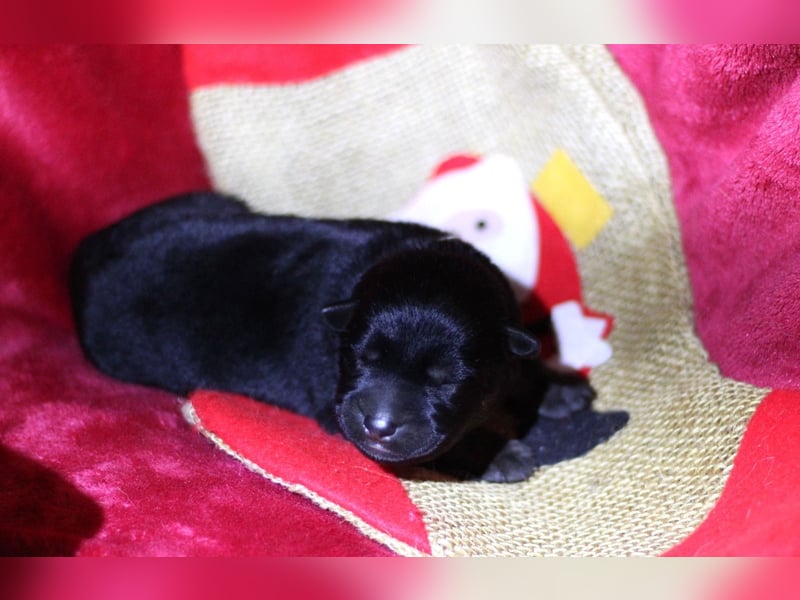 Reinrassige Deutsche Schäferhundwelpen mit Papieren