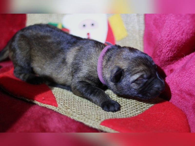 Reinrassige Deutsche Schäferhundwelpen mit Papieren