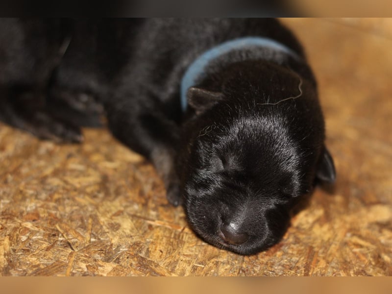 Reinrassige Deutsche Schäferhundwelpen mit Papieren
