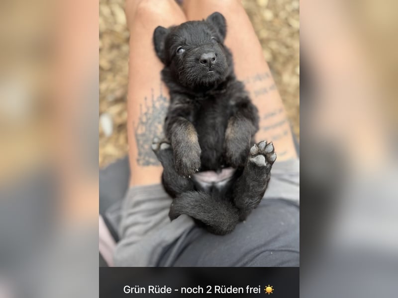 Ein wundervoller Rüde sucht noch ein Zuhause ♥️