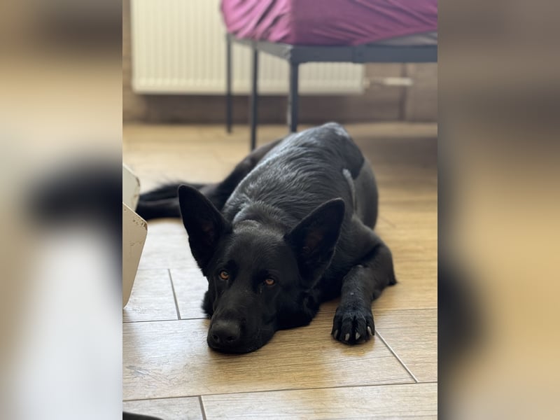 Ein wundervoller Rüde sucht noch ein Zuhause ♥️