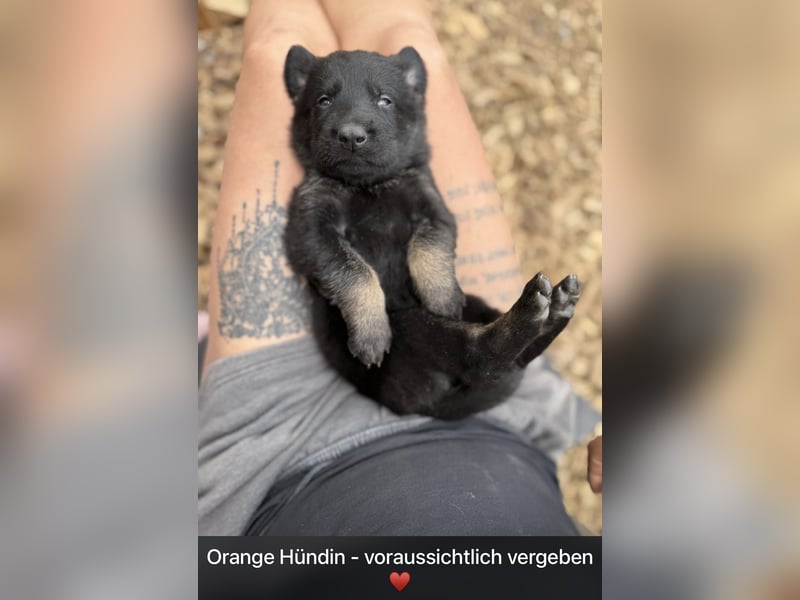 Ein wundervoller Rüde sucht noch ein Zuhause ♥️