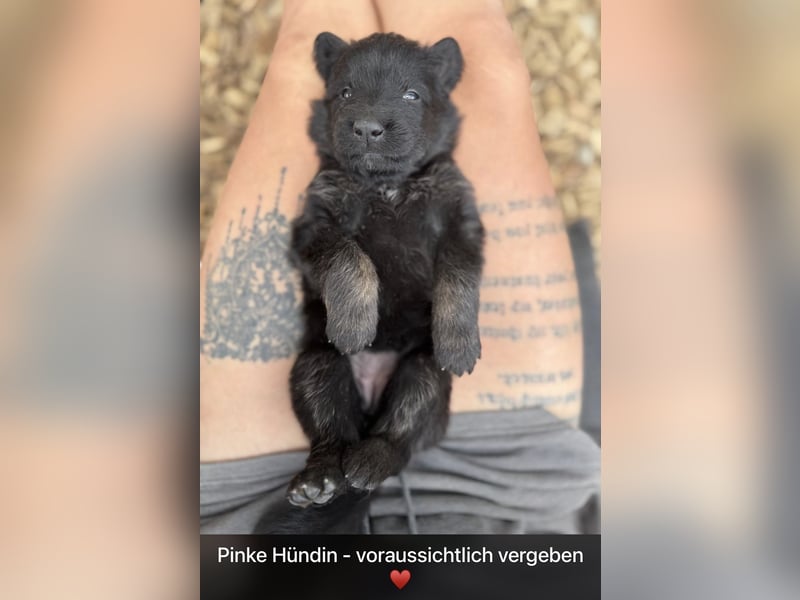 Ein wundervoller Rüde sucht noch ein Zuhause ♥️