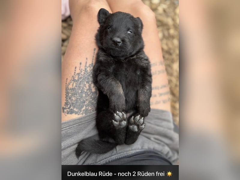 Ein wundervoller Rüde sucht noch ein Zuhause ♥️