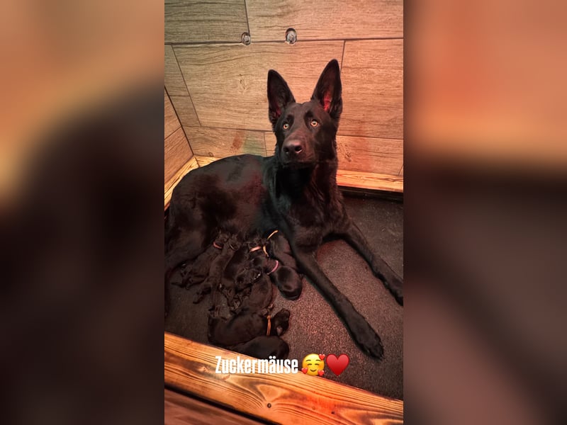 Ein wundervoller Rüde sucht noch ein Zuhause ♥️