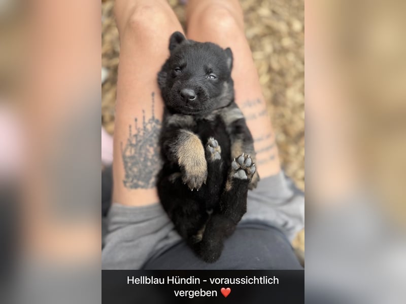 Ein wundervoller Rüde sucht noch ein Zuhause ♥️