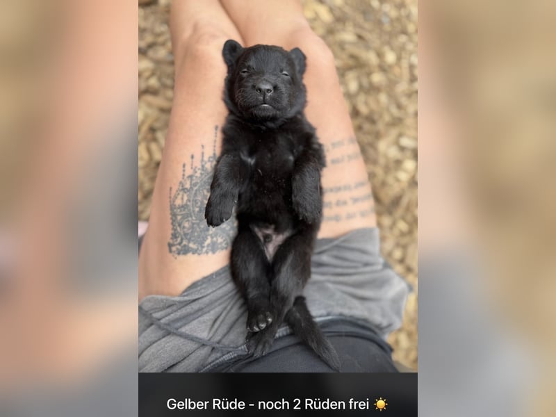 Ein wundervoller Rüde sucht noch ein Zuhause ♥️