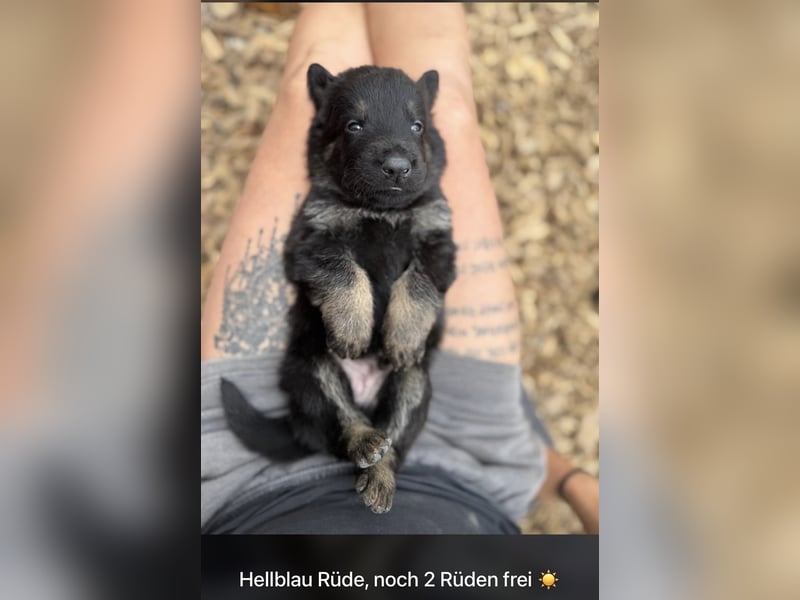 Ein wundervoller Rüde sucht noch ein Zuhause ♥️