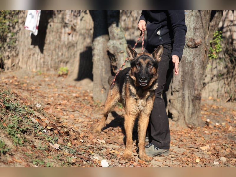 Tino: Ein toller Hund sucht ein neues Zuhause