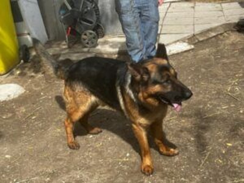 Tino: Ein toller Hund sucht ein neues Zuhause