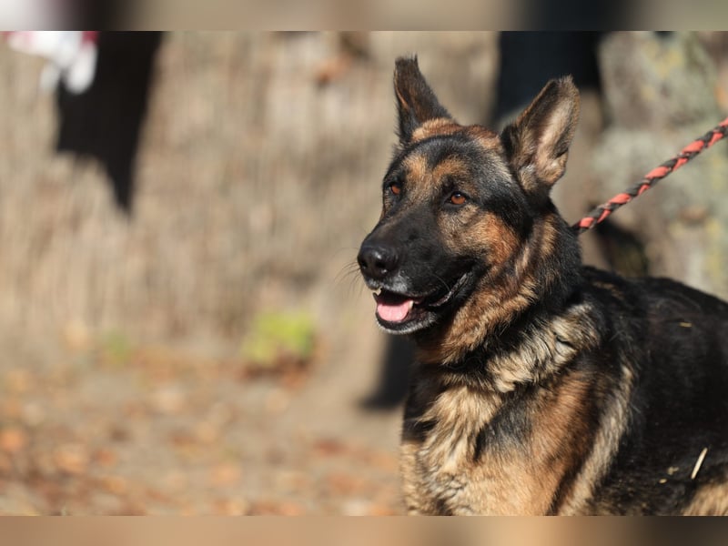 Tino: Ein toller Hund sucht ein neues Zuhause