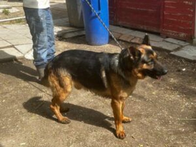 Tino: Ein toller Hund sucht ein neues Zuhause