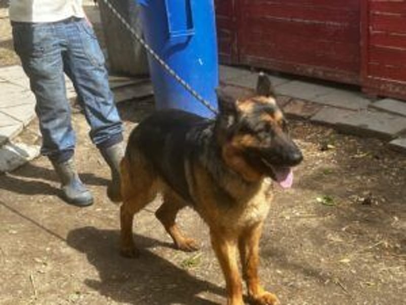 Tino: Ein toller Hund sucht ein neues Zuhause