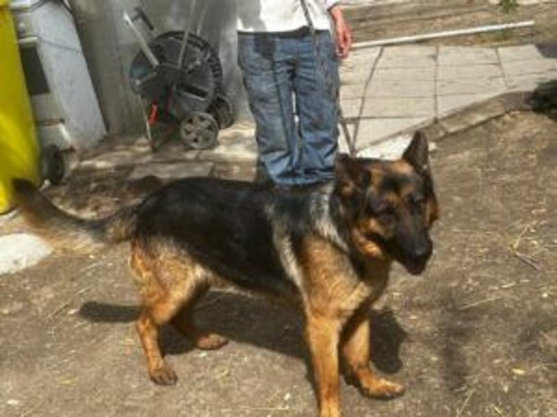 Tino: Ein toller Hund sucht ein neues Zuhause