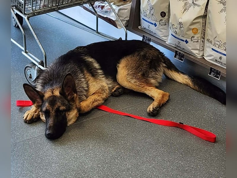 Bella - Schatz sucht Für-Immer-Familie