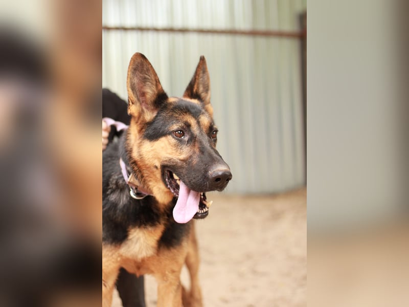 Dorel Stattlicher Schäferhundmix sucht Zuhause mit Rückhalt und Verständnis