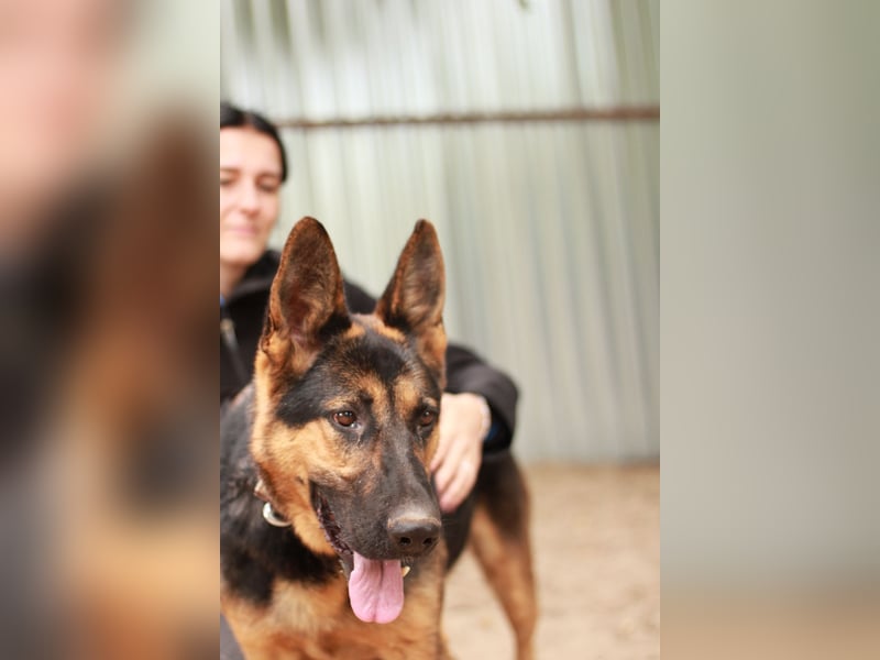 Dorel Stattlicher Schäferhundmix sucht Zuhause mit Rückhalt und Verständnis