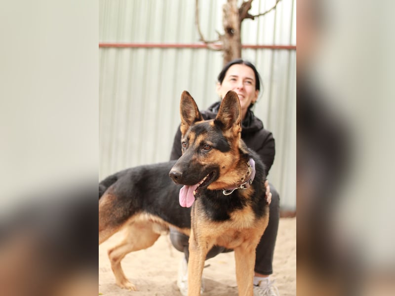Dorel Stattlicher Schäferhundmix sucht Zuhause mit Rückhalt und Verständnis