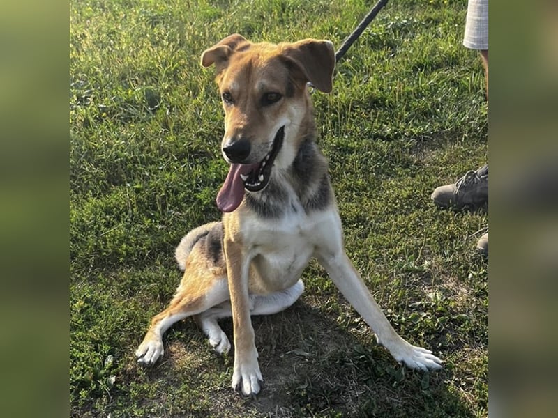 Dinko ein aktiver freundlicher Kerl