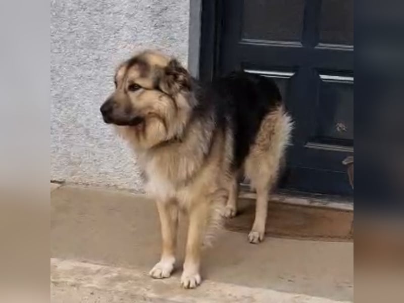 Aron ein gutmütiger großer Bub