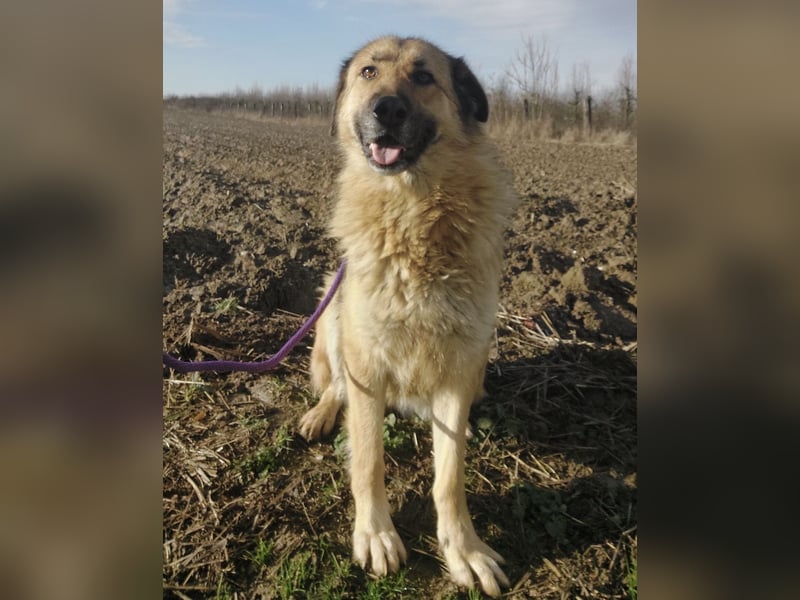 Lotta ein wundervolles Wesen