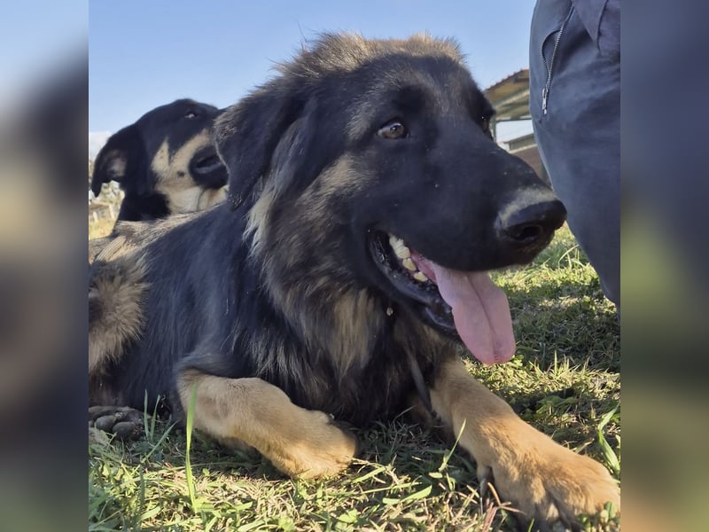 Tarja ein sanfte große Hündin