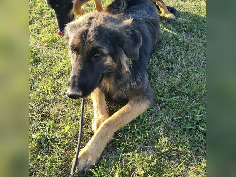 Tarja ein sanfte große Hündin