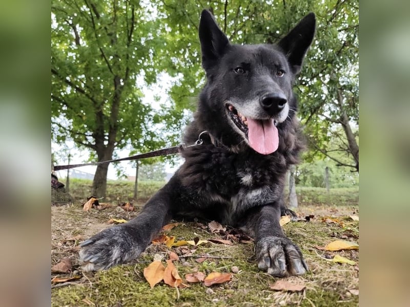 Woolfie ein wundervoller hinter Gittern