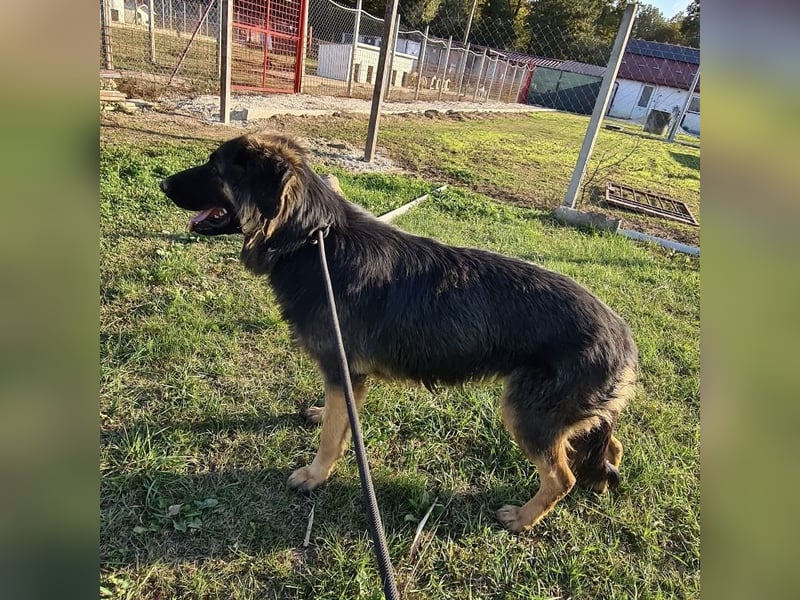 Tarja ein sanfte große Hündin