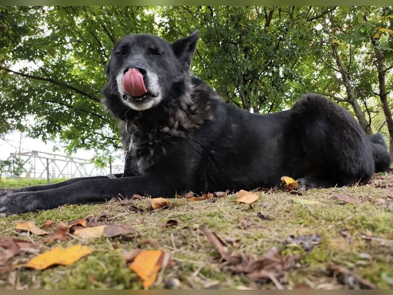 Woolfie ein wundervoller hinter Gittern