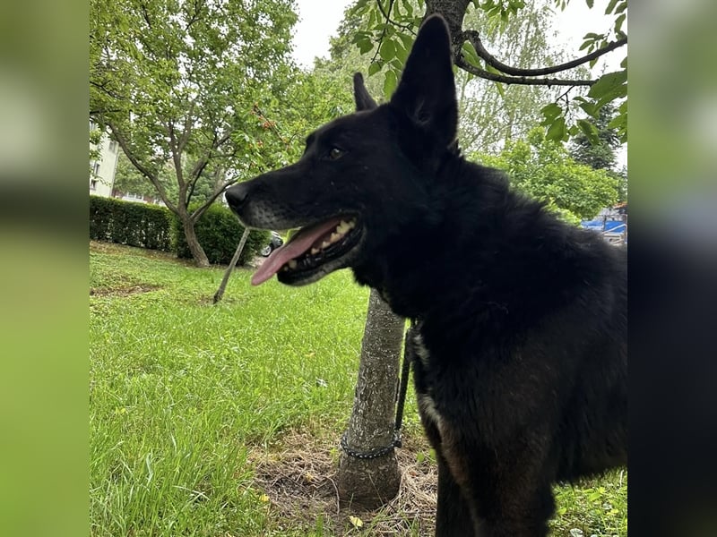Woolfie möchte erfahren wie schön das Leben sein kann