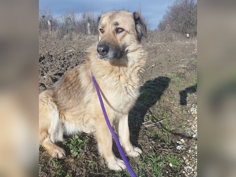 Lotta ein wundervolles Wesen