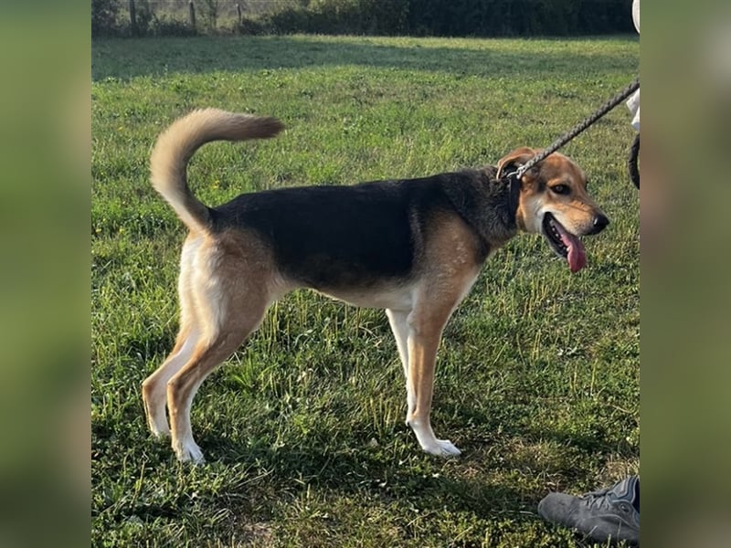 Dinko ein aktiver freundlicher Kerl