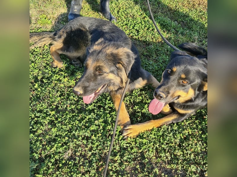 Tarja ein sanfte große Hündin