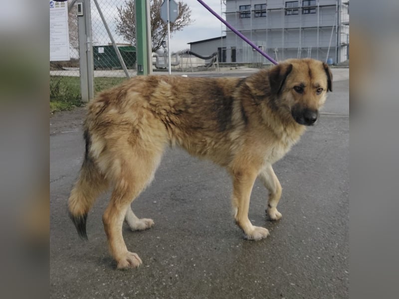 Lotta ein wundervolles Wesen