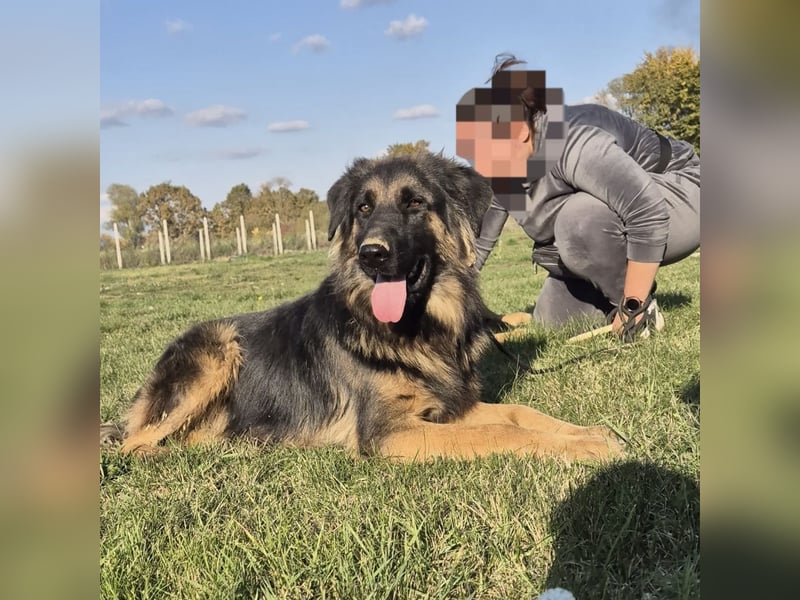 Tarja ein sanfte große Hündin